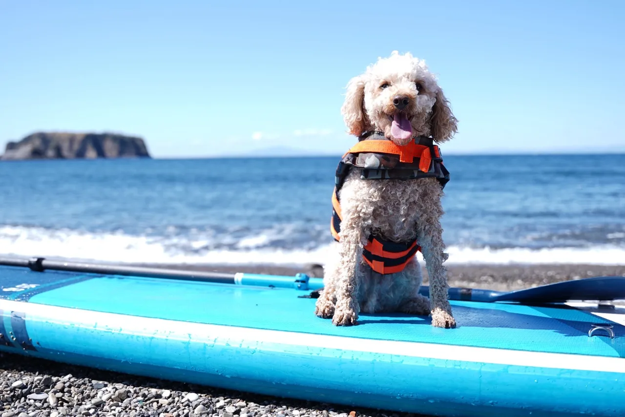 ライフジャケットを着た犬とSUPボード